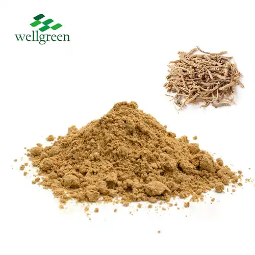 Polygala Tenuifolia Extract